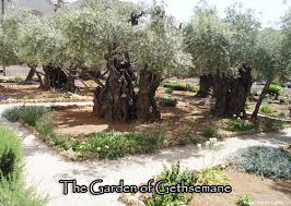 GethsemaneGarden